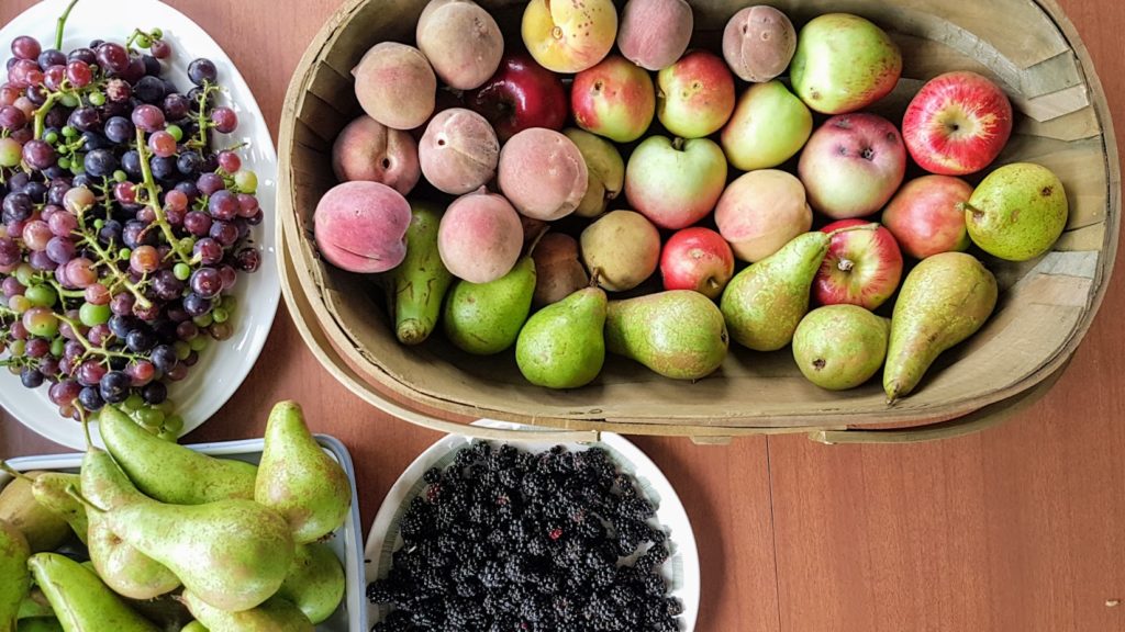 Urban foraging – fruit growing in a local New Zealand neighbourhood