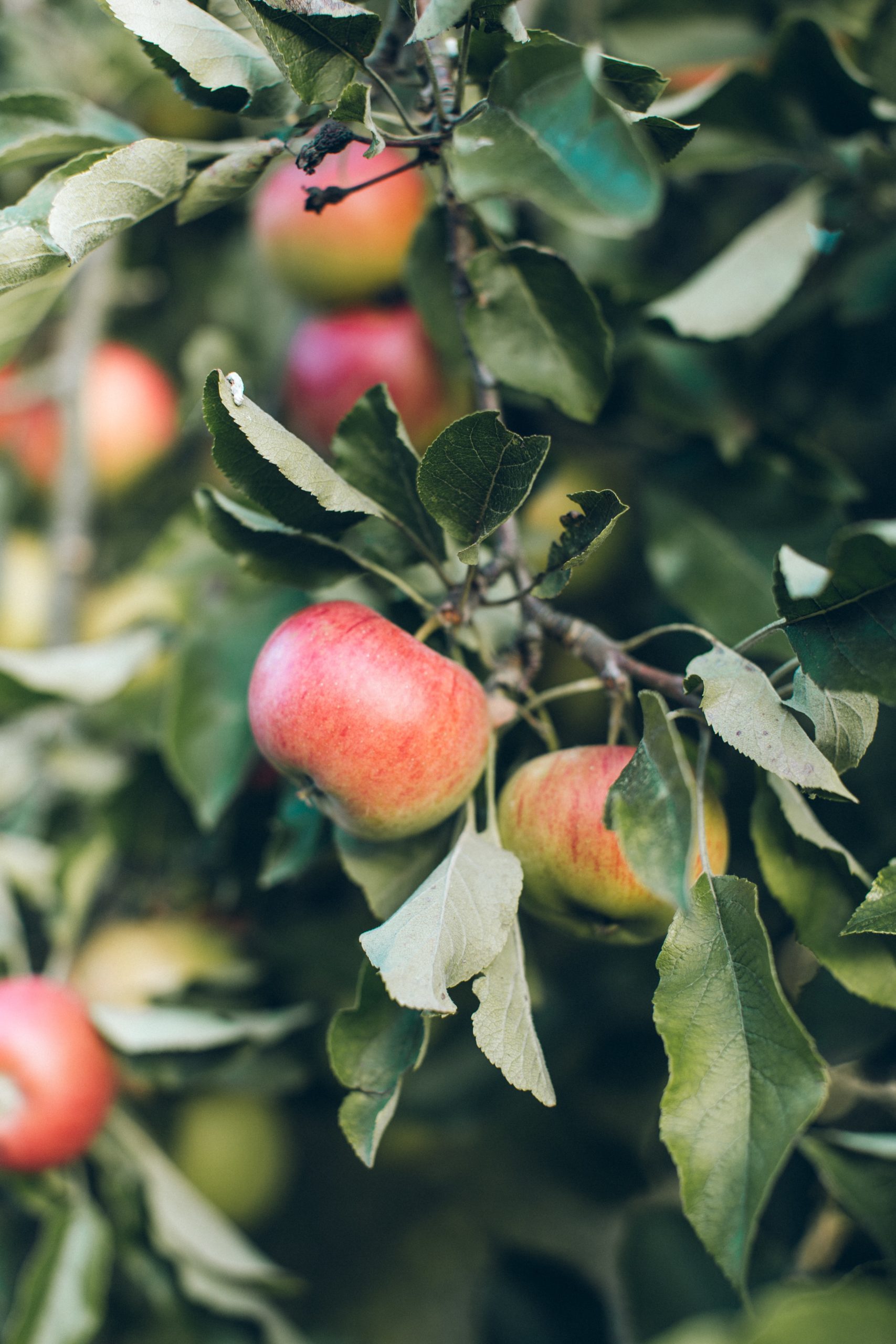 Apples growing on a tree in a New Zealand neighbourhood