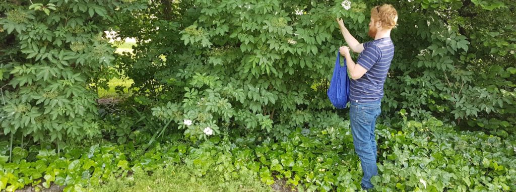 Jono foraging for fruit in the neighbourhood